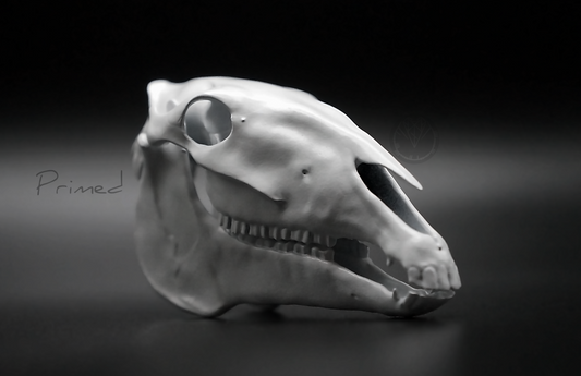 Roman Horse Skull