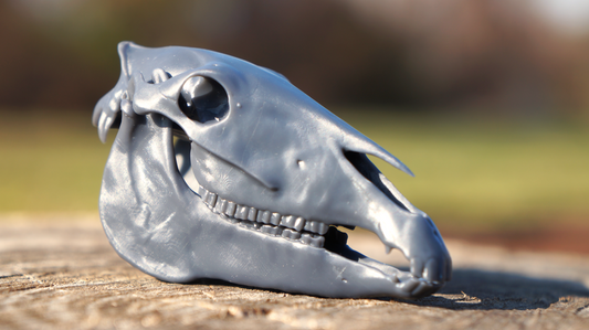 Stock Horse Skull