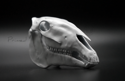 Roman Horse Skull