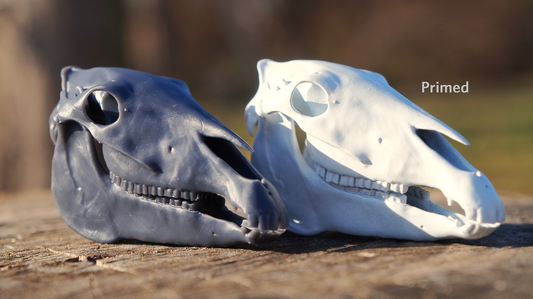 Stock Horse Skull